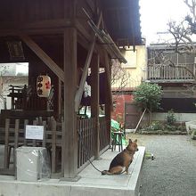 犬ものんびりしています