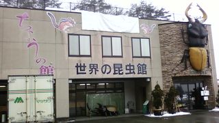 世界の昆虫が展示されています。