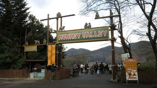 MONKEY VALLEY・・・焚き火猿