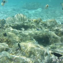 イパオビーチの魚たち