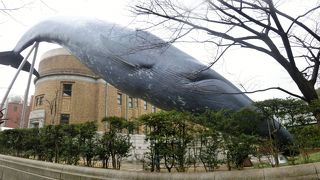 でかいクジラにびっくりだ