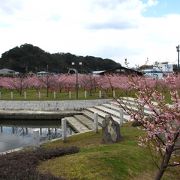 道の駅　萩しーまーとの隣に河津桜がきれいな親水公園がありました。