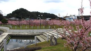 道の駅　萩しーまーとの隣に河津桜がきれいな親水公園がありました。