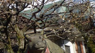 梅の花とつるつるの牛