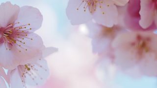 季節の花でにぎわってます