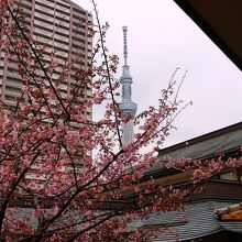 河津桜とスカイツリー