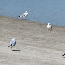 かもめも・・・