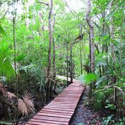 カンクンから日帰り可の世界遺産、自然が好きな人には是非とも足をのばして欲しいジャングル＆ラグーン