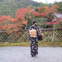 和服美人と光悦垣