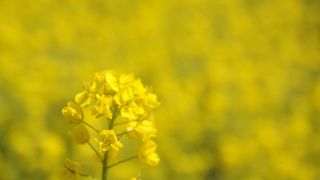 都会のオアシス