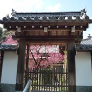 一本の梅が美しいお寺