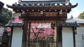 一本の梅が美しいお寺