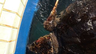 カメはかわいい(^-^)