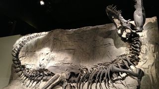 世界三大恐竜博物館の1つ、充実した展示内容で化石・恐竜好きでなくても楽しめます