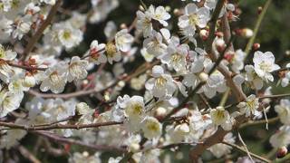 今年も綺麗に咲きました。