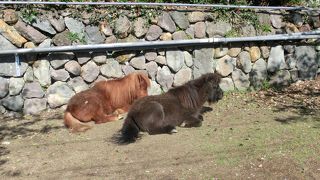 動物園のようです。