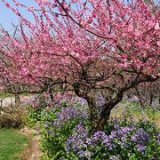 （上海）梅の花が満開！紫の菜の花も綺麗です