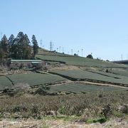 世界農業遺産の静岡茶草場農法を山の上から一望