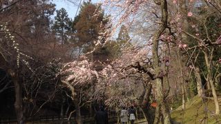 素晴らしい梅！