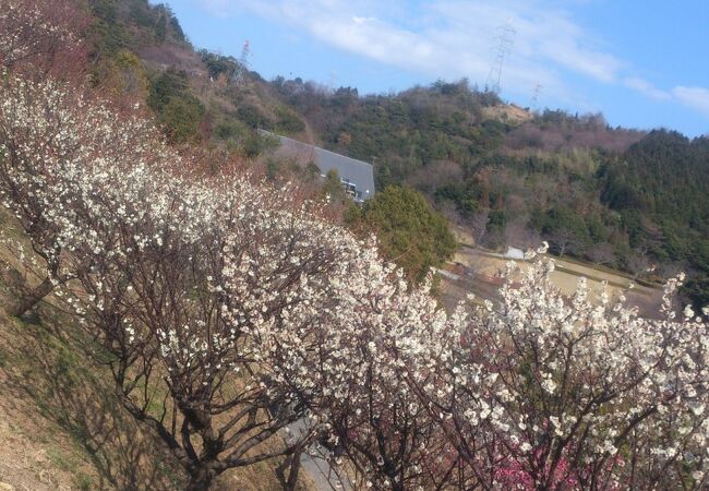 梅見と公園遊び