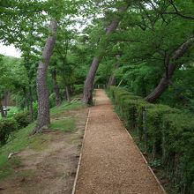 公園内の歩道