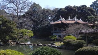 寒桜が見ごろをむかえ旧御涼亭からの景色が綺麗でした。