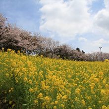 桜と菜の花の共演