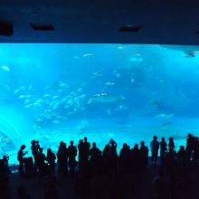 水槽はでかいです