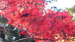 この時期　紅葉と言う事で少し歩いてみました。