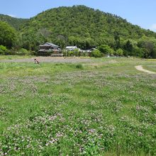 れんげが咲き誇る。