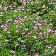 摘み放題です。