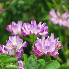 可憐な花です。