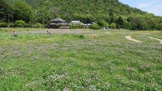 北嵯峨一帯「れんげを摘む会」。