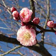 見渡す限りの梅