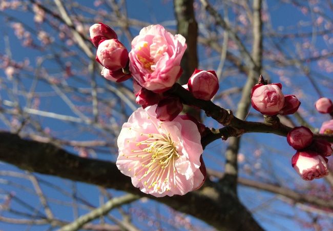 見渡す限りの梅