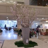 玄関を入ると桜の花がお客を歓迎しています。