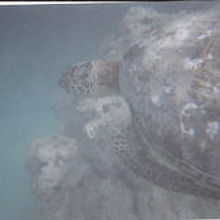 「水中写ルンです」で撮ったのであまり鮮明ではありませんが…