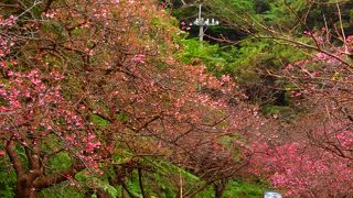 山が桜一色になる