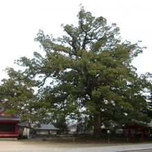 楠の大木