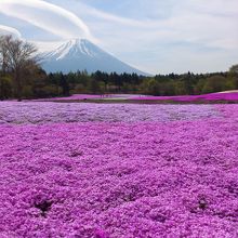 芝桜と富士山
