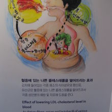 子供たちが見てもわかりやすく展示されています