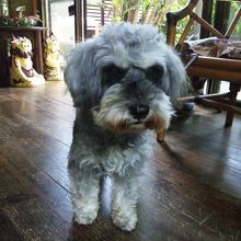 わんこもいます