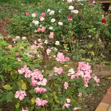 施設横にはミニバラ園あり