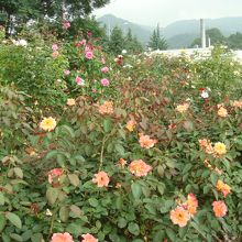 7月中旬でもこれだけ咲いています