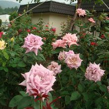 バラの花の拡大。2012年7月中旬