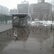 鳩が寄ってきた