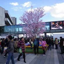 ソラマチ スカイアリーナで桜が By 墨水 東京ソラマチ 東京スカイツリータウン のクチコミ フォートラベル