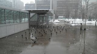 周囲に鳩がたくさん