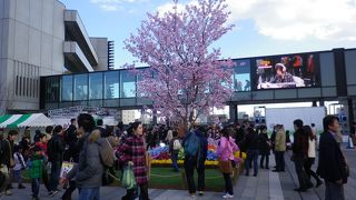 ソラマチ　スカイアリーナで桜が・・・