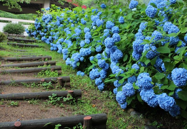 護摩堂山あじさい園 クチコミ アクセス 営業時間 加茂 五泉 フォートラベル